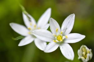 ornithogalum es un género de plantas herbáceas bulbosas perennes de la subfamilia jacinto hyacinthaceae de la familia de los espárragos asparagaceae foto