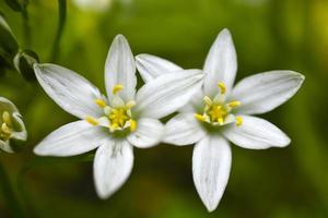 ornithogalum es un género de plantas herbáceas bulbosas perennes de la subfamilia jacinto hyacinthaceae de la familia de los espárragos asparagaceae foto