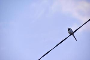 A bird on a wire against a blue sky background photo