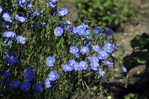 Blue flowers of flax field Flax Linum of the Flax family Linaceae photo