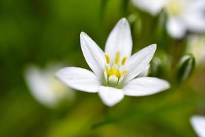 ornithogalum es un género de plantas herbáceas bulbosas perennes de la subfamilia jacinto hyacinthaceae de la familia de los espárragos asparagaceae foto