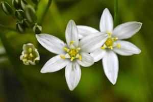 ornithogalum es un género de plantas herbáceas bulbosas perennes de la subfamilia jacinto hyacinthaceae de la familia de los espárragos asparagaceae foto