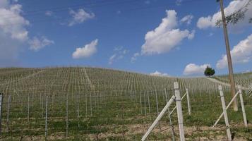 landscapes of the Piedmontese Langhe of Barolo and Monforte d'Alba with its vines in the period of spring 2022 photo