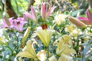 Yellow lily flower in the garden photo