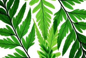 Green fern pattern on white background photo