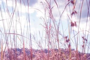 hierba de pampa en el viento con nubes y cielo foto