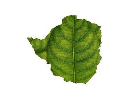 Zimbabwe map made of green leaves on white background ecology concept photo