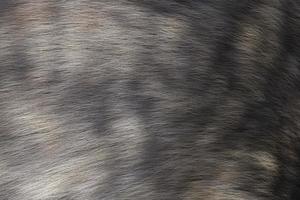 Delicate grey animal wool texture background photo