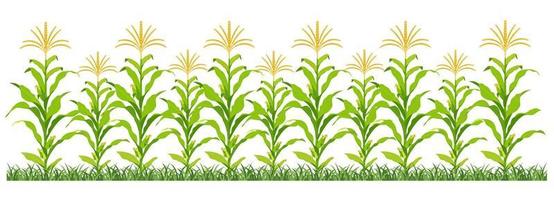 Corn plantation. Vector illustration of sweet corn sprouting in field.