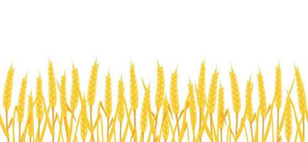 Wheat field background. Seamless border with yellow ears corn white. vector