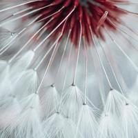 beautiful dandelion flower seed in springtime photo