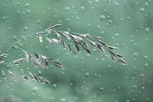 drops and flowers in rainy days in spring season photo