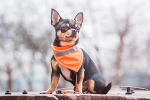 Chihuahua dog tricolor black white brown. Animal, pet. photo