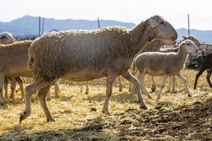 sheep walking around the farm, herd on the farm photo