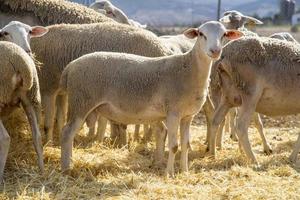 little lamb on straw, small sheep, animals farm photo