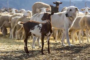 rebaño en la granja, cabra, perro y oveja, granja de animales foto