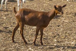 small brown goat, domestics animals photo