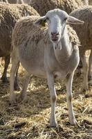 little sheep looking at camera, farm animal, herd on the farm photo