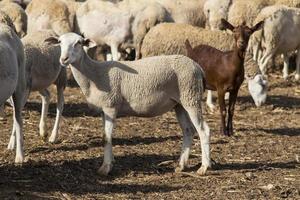 sheeps and one goat, domestics animals photo