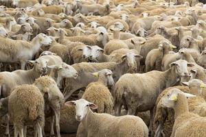 rebaño de ovejas, granja de animales, animales domésticos foto