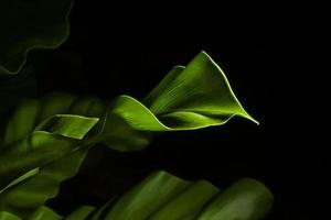 las hojas verdes son hojas enfermas, hojas verdes sobre un fondo negro. enfoque suave. efecto de enfoque superficial. foto