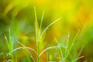 Dew drops on the top of green grass.soft focus. photo