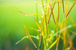 Dew drops on the top of green grass.soft focus. photo