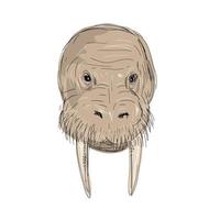 Walrus Head Drawing vector