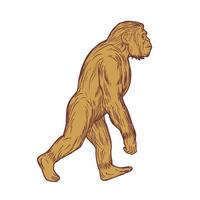 Homo Habilis Walking Side Drawing vector