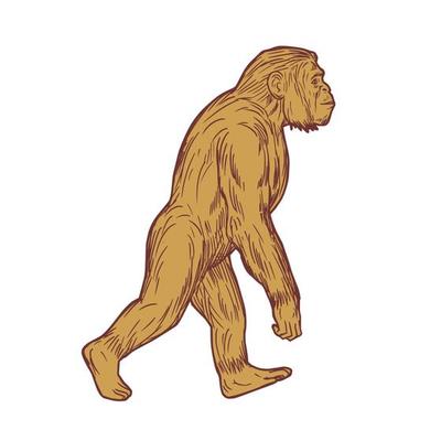 Homo Habilis Walking Side Drawing