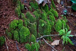 Green moss on the ground. Nature background free photo