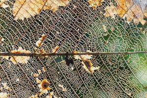 Dry leaf texture and nature background. Surface of brown leaves material, closeup with blurred scene Free Photo