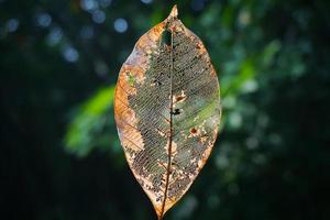 Dry leaf texture and nature background. Surface of brown leaves material, closeup with blurred scene Free Photo