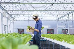 agricultor local asiático cultivando su propia ensalada de lechuga de roble verde en el invernadero utilizando un enfoque orgánico del sistema de agua hidropónico para el negocio familiar y recogiendo algunos para la venta foto