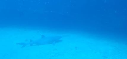 tiburón frente a la costa de maui hawaii en el fondo del océano foto