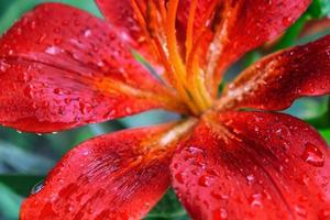 Drops of water after a rain on petals of a flower of a red lily photo