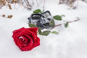 A red rose lies on a grave with a tombstone in the form of a skull mask in an old cemetery in winter photo