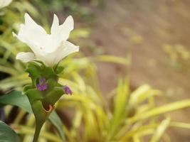 Curcuma parviflora looming, young buds and flowers of krachia are spicy and fragrant. as a carminative photo