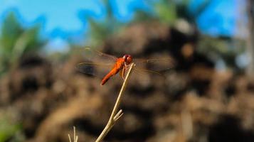 fotografía macro de libélula roja que está jugando en un pequeño palo de madera sobre un fondo de paisaje natural verde. primer plano de animal con fondo borroso. fondo bokeh. foto