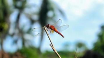 Macro photography of red dragonfly on a small wooden stick on a green natural landscape background. Close up of animal with blurred background. Bokeh background. photo