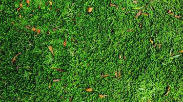 vista superior del fondo de hojas verdes con algunas hojas secas que caen. fondo de hoja verde. textura y fondo de césped artificial verde. telón de fondo verde y papel tapiz. copie el espacio para su texto. foto