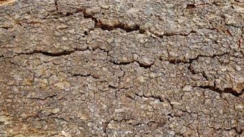 Bark from brown trees, rough surfaces, aging trunks. For making backgrounds or design designs. photo