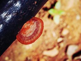 A strange mushroom that grows on a naturally occurring log. photo