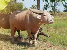 The albino buffalo, a rural animal with a unique genetic skin, has a pinkish skin color. photo