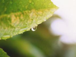 Background picture of water droplets on leaves. photo