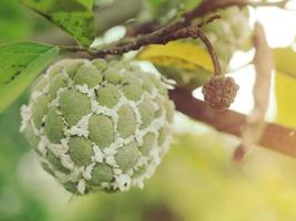 Gardener fruit damaged by the island mealybug is full. photo