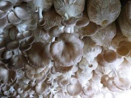 Cultivation of crops in rural fields Mushrooms are blooming and growing through experimental cultivation. biotechnology genetics Eating vegetarian is healthy. photo