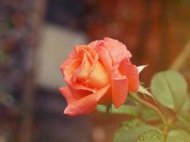 The orange roses were blooming with light shining down on them. photo