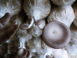 Cultivation of crops in rural fields Mushrooms are blooming and growing through experimental cultivation. biotechnology genetics Eating vegetarian is healthy. photo