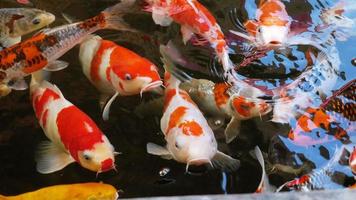 Colorful carp in the beautiful, colorful koi pond swim in clear water. photo